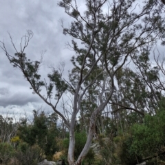 Eucalyptus rossii (Inland Scribbly Gum) at Goulburn, NSW - 18 Aug 2024 by trevorpreston