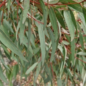 Eucalyptus rossii at Goulburn, NSW - 18 Aug 2024 12:52 PM