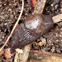 Deroceras reticulatum (Grey Field Slug) at Goulburn, NSW - 18 Aug 2024 by trevorpreston