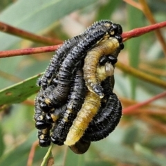 Perginae sp. (subfamily) (Unidentified pergine sawfly) at Goulburn, NSW - 18 Aug 2024 by trevorpreston