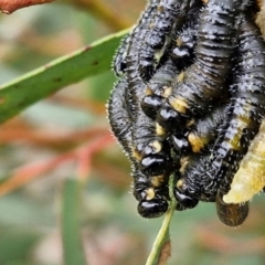 Perginae sp. (subfamily) at Goulburn, NSW - 18 Aug 2024