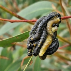 Perginae sp. (subfamily) at Goulburn, NSW - 18 Aug 2024