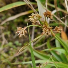 Luzula meridionalis (Common Woodrush) at Goulburn, NSW - 18 Aug 2024 by trevorpreston