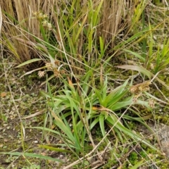 Luzula meridionalis at Goulburn, NSW - 18 Aug 2024 12:48 PM