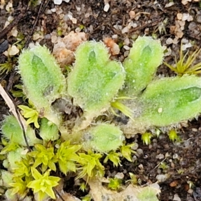Riccia asprella - 1 Jan 1900 by trevorpreston