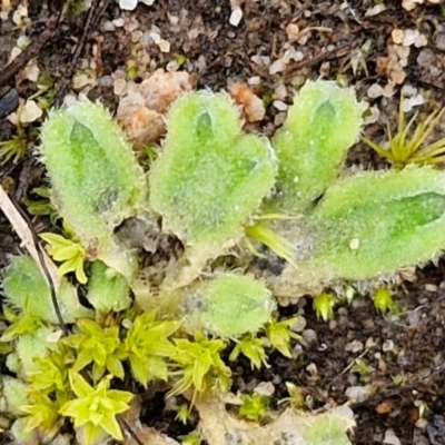 Riccia asprella at Goulburn, NSW - 18 Aug 2024 by trevorpreston