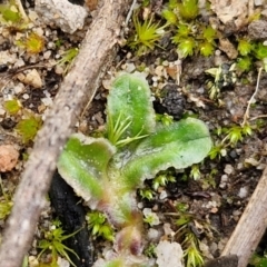 Unverified Moss, Liverwort or Hornwort - 1 Jan 1900 by trevorpreston
