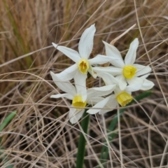 Narcissus tazetta (Jonquil) at Goulburn, NSW - 18 Aug 2024 by trevorpreston