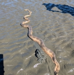 Unverified Snake at Dundowran Beach, QLD - 18 Aug 2024 by BlueBowerArt