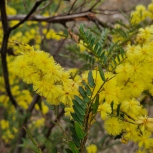 Acacia terminalis at Goulburn, NSW - 18 Aug 2024 12:44 PM