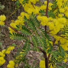 Acacia terminalis at Goulburn, NSW - 18 Aug 2024 12:44 PM