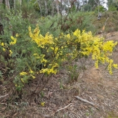 Acacia terminalis at Goulburn, NSW - 18 Aug 2024 12:44 PM