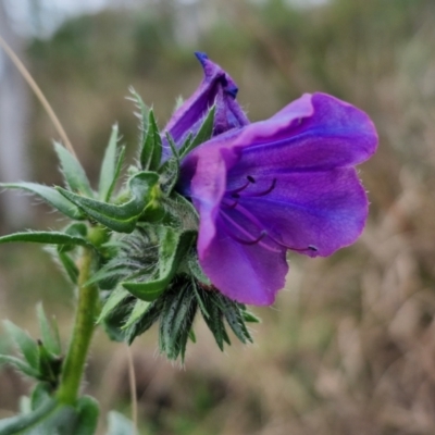 Echium plantagineum (Paterson's Curse) at Goulburn, NSW - 18 Aug 2024 by trevorpreston