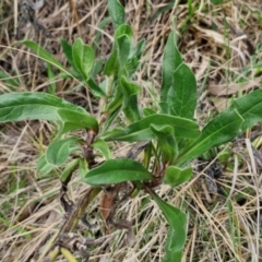 Echium plantagineum at Goulburn, NSW - 18 Aug 2024 12:43 PM