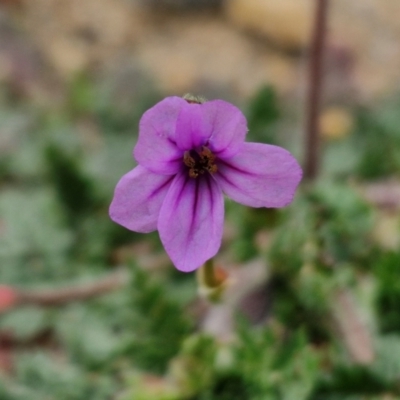 Erodium brachycarpum (Heronsbill) at Goulburn, NSW - 18 Aug 2024 by trevorpreston