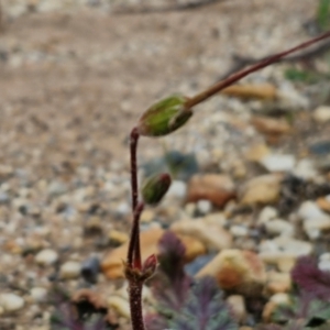 Erodium brachycarpum at Goulburn, NSW - 18 Aug 2024