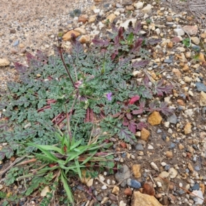 Erodium brachycarpum at Goulburn, NSW - 18 Aug 2024