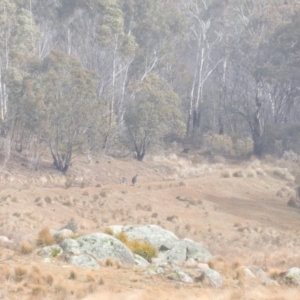 Macropus giganteus at Rendezvous Creek, ACT - 20 Jul 2024 02:00 PM