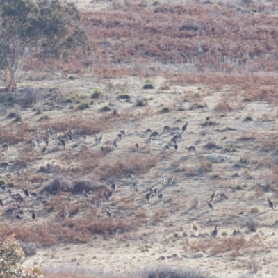 Macropus giganteus (Eastern Grey Kangaroo) at Rendezvous Creek, ACT - 20 Jul 2024 by JimL