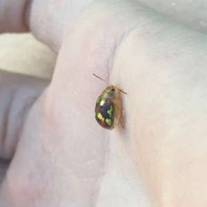 Paropsisterna gloriosa at Talbingo, NSW - 27 Dec 2022