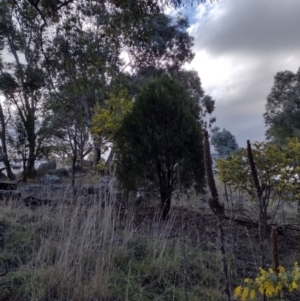 Exocarpos cupressiformis at Chisholm, ACT - 18 Aug 2024