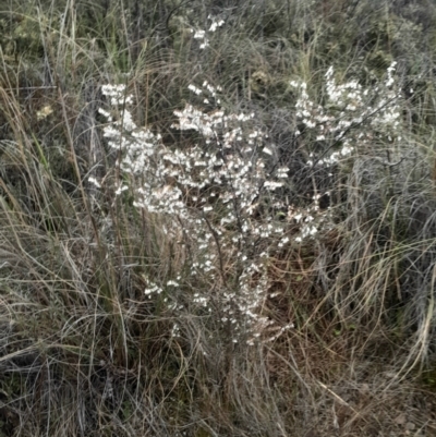 Styphelia fletcheri subsp. brevisepala (Twin Flower Beard-Heath) at O'Connor, ACT - 17 Aug 2024 by Venture