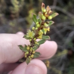 Phyllanthus occidentalis at O'Connor, ACT - 17 Aug 2024