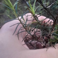 Cassinia quinquefaria (Rosemary Cassinia) at O'Connor, ACT - 17 Aug 2024 by Venture