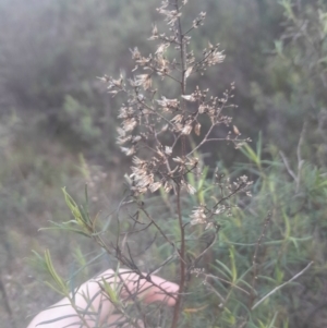 Cassinia quinquefaria at O'Connor, ACT - 17 Aug 2024 03:59 PM