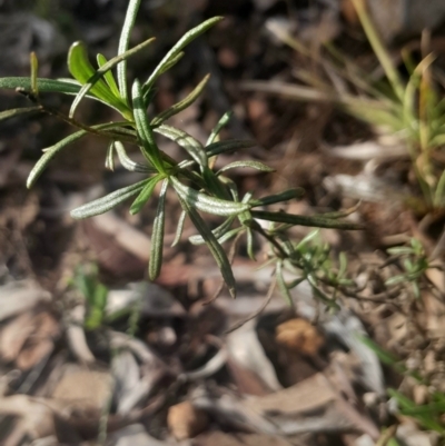 Xerochrysum viscosum (Sticky Everlasting) at O'Connor, ACT - 17 Aug 2024 by Venture