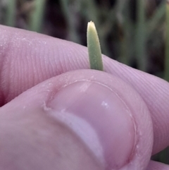 Lomandra filiformis subsp. coriacea (Wattle Matrush) at O'Connor, ACT - 17 Aug 2024 by Venture