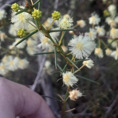 Acacia genistifolia (Early Wattle) at Bruce, ACT - 17 Aug 2024 by Venture