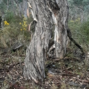 Eucalyptus polyanthemos subsp. polyanthemos at Bruce, ACT - 17 Aug 2024 02:56 PM