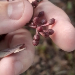 Eucalyptus polyanthemos subsp. polyanthemos at Bruce, ACT - 17 Aug 2024 02:56 PM