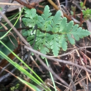 Cheilanthes sieberi subsp. sieberi at Bruce, ACT - 17 Aug 2024