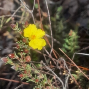 Hibbertia calycina at Bruce, ACT - 17 Aug 2024 02:54 PM