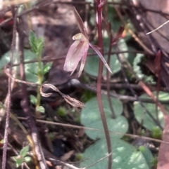 Cyrtostylis reniformis (Common Gnat Orchid) at Bruce, ACT - 17 Aug 2024 by Venture