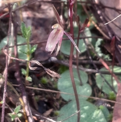 Cyrtostylis reniformis (Common Gnat Orchid) at Bruce, ACT - 17 Aug 2024 by Venture