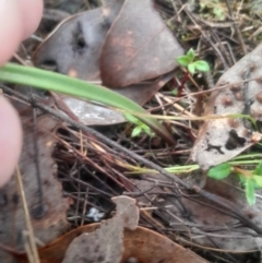 Thelymitra (genus) (sun orchids) at Bruce, ACT - 17 Aug 2024 by Venture
