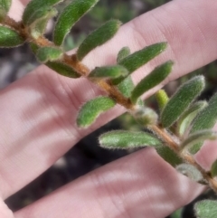 Grevillea alpina (Mountain Grevillea / Cat's Claws Grevillea) at Bruce, ACT - 17 Aug 2024 by Venture