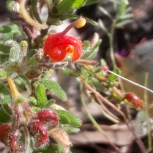 Grevillea alpina at Bruce, ACT - 17 Aug 2024 02:46 PM