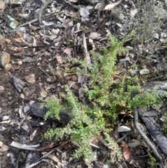 Grevillea alpina at Bruce, ACT - 17 Aug 2024 02:46 PM