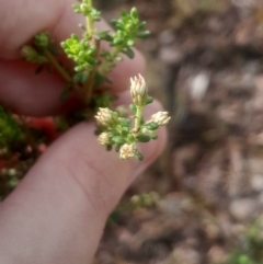 Olearia microphylla (Olearia) at Bruce, ACT - 17 Aug 2024 by Venture