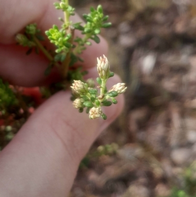 Olearia microphylla (Olearia) at Bruce, ACT - 17 Aug 2024 by Venture