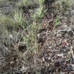 Olearia microphylla at Bruce, ACT - 17 Aug 2024