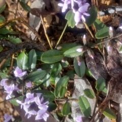 Hovea heterophylla (Common Hovea) at Acton, ACT - 17 Aug 2024 by Venture