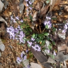 Hovea heterophylla at Acton, ACT - 17 Aug 2024 02:31 PM