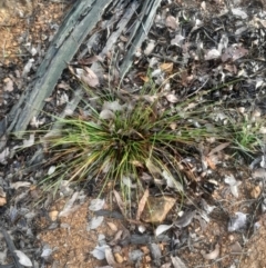 Lepidosperma laterale (Variable Sword Sedge) at Acton, ACT - 17 Aug 2024 by Venture