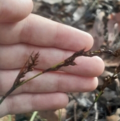 Lepidosperma laterale at Acton, ACT - 17 Aug 2024