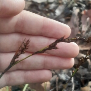 Lepidosperma laterale at Acton, ACT - 17 Aug 2024